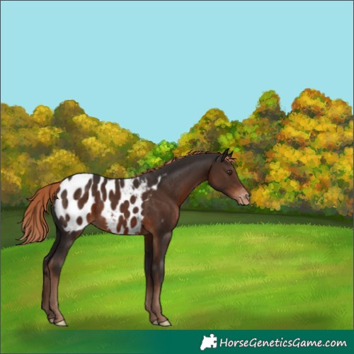 Horse Color:Liver Chestnut Appaloosa 