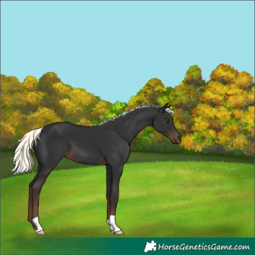 Horse Color:Liver Chestnut Mushroom