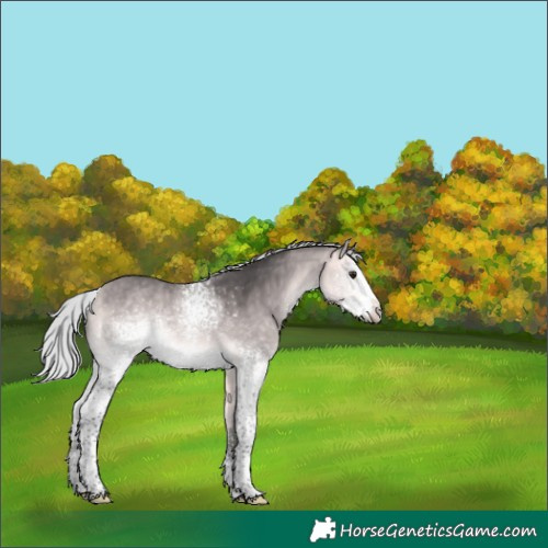 Horse Color:Platinum White Spotted Silver Buckskin Rabicano
