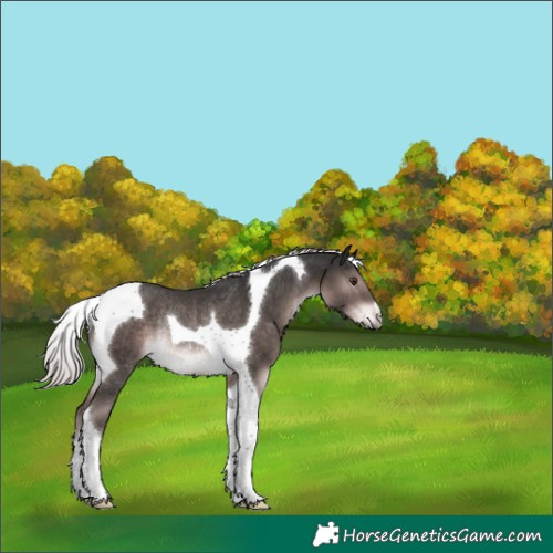 Horse Color:Platinum Liver Chestnut Tobiano Rabicano 