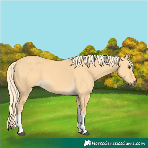 Horse Color:Palomino Dun Tobiano 