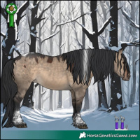 Horse Color:Brown Dun Tobiano