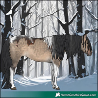 Horse Color:Brown Dun Tobiano 