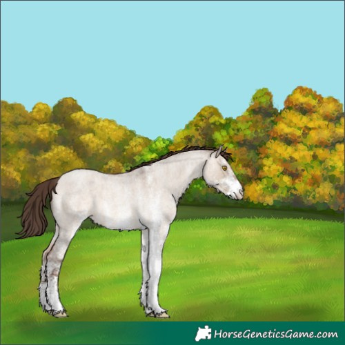 Horse Color:Unknown 