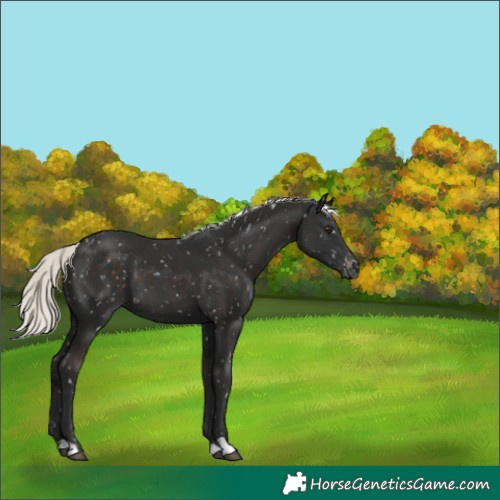 Horse Color:Liver Chestnut Mushroom Appaloosa 
