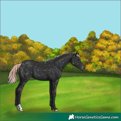 Horse Color:Liver Chestnut Mushroom Appaloosa 