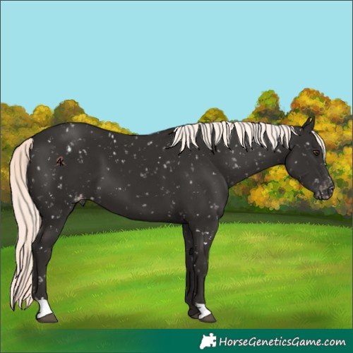 Horse Color:Liver Chestnut Mushroom Appaloosa 