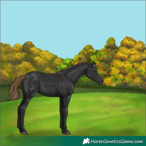 Horse Color:Liver Chestnut 