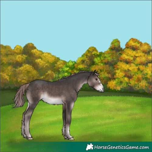 Horse Color:Platinum Liver Chestnut Rabicano 