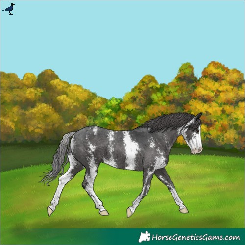 Horse Color:Black Sabino Varnish Rabicano 
