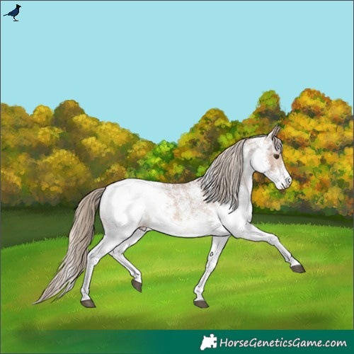 Horse Color:White Spotted Red Dun Snowcap Rabicano