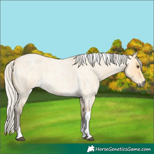 Horse Color:Silver Buckskin Roan Dun Tobiano