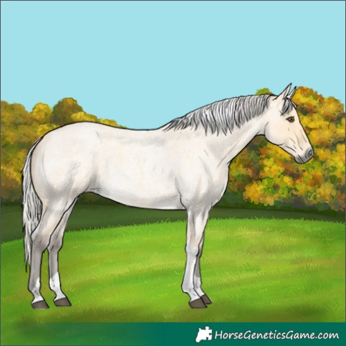 Horse Color:Silver Buckskin Roan Dun Tobiano 