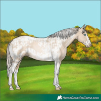 Horse Color:Chocolate Palomino Pearl Dun Tobiano Frame  and Chocolate Palomino Pearl Dun Tobiano Frame Rabicano 