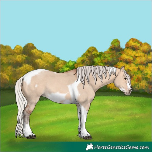 Horse Color:Silver Bay Dun Sabino Tobiano Frame Rabicano