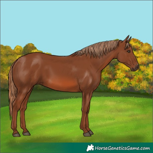 Horse Color:Chestnut 