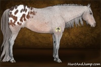 Horse Color:Bay Sabino Appaloosa