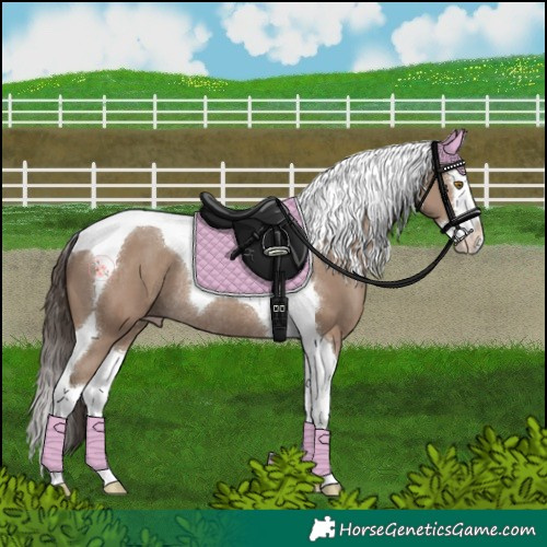 Horse Color:Classic Champagne Splash Tobiano Rabicano 