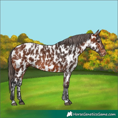 Horse Color:Bay Near Leopard  and Bay Near Leopard 