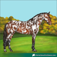 Horse Color:Bay Appaloosa  and Bay Appaloosa 