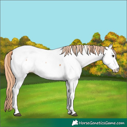 Horse Color:Chestnut Tobiano Appaloosa