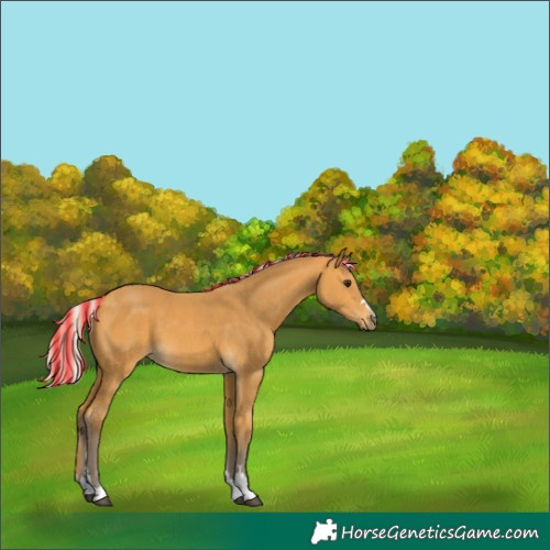 Horse Color:Painted Silver Buckskin