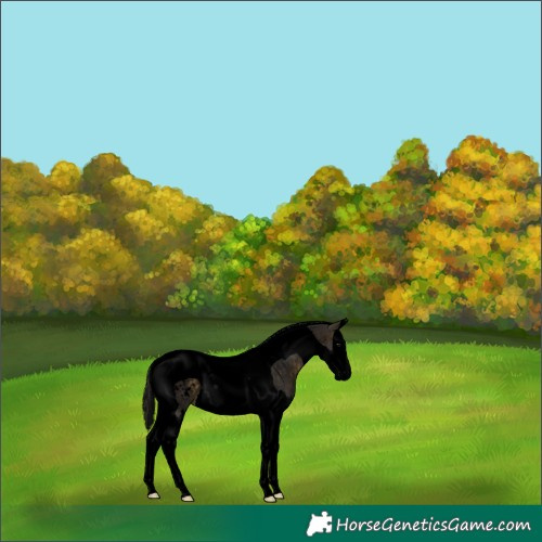 Horse Color:Void Buckskin Roan Splash Tobiano Blanket 