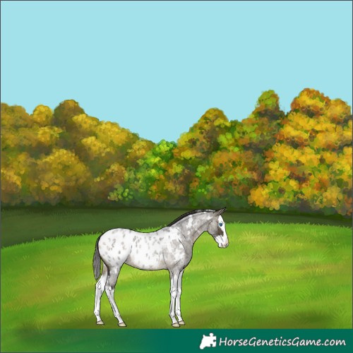 Horse Color:White Spotted Buckskin Roan Splash Blanket 