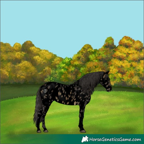 Horse Color:Void Buckskin Tobiano Near Leopard 