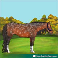 Horse Color:Bay Ice 