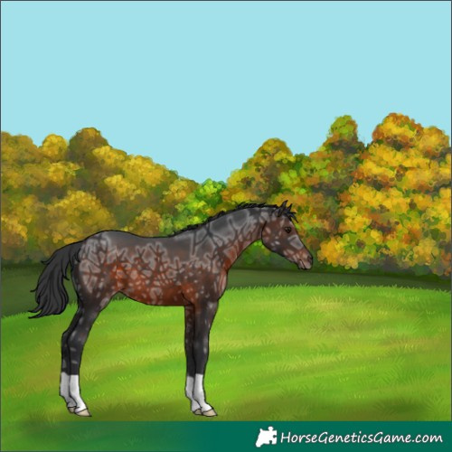 Horse Color:Brown Ice 