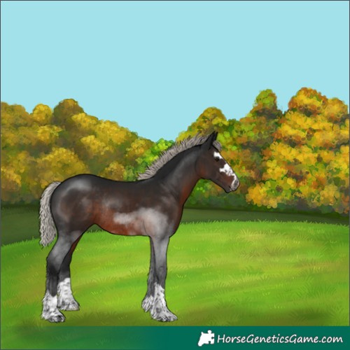 Horse Color:Gray Silver Brown Rabicano 