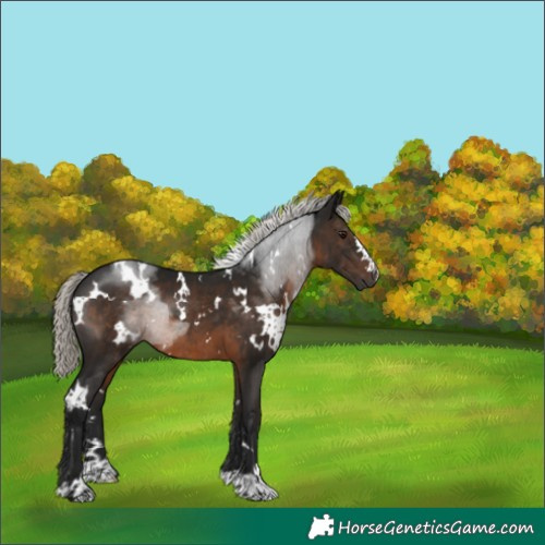 Horse Color:Gray White Spotted Silver Brown Rabicano 