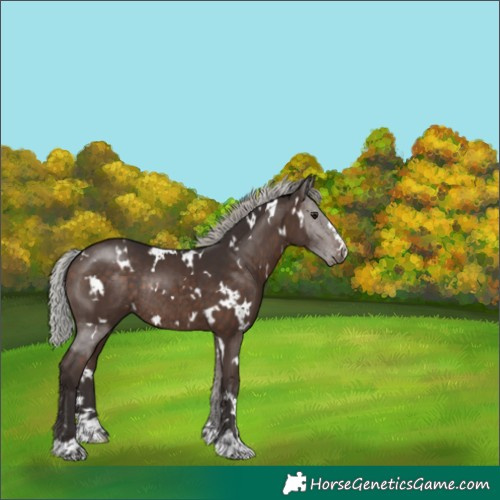 Horse Color:White Spotted Silver Brown Rabicano 