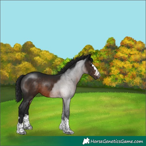 Horse Color:Gray Brown Rabicano 
