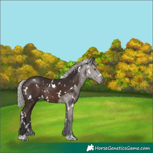 Horse Color:White Spotted Silver Brown Rabicano 