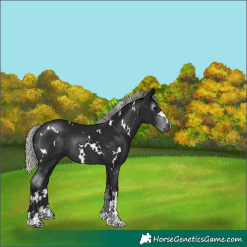 Horse Color:Gray White Spotted Silver Brown Rabicano 
