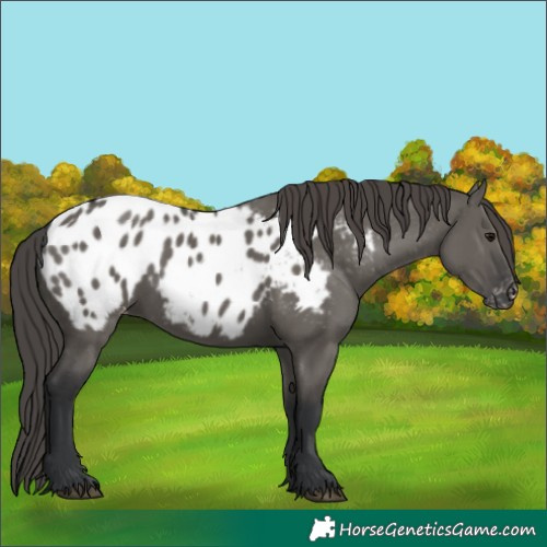 Horse Color:Grullo Blanket 