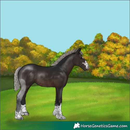 Horse Color:Gray Silver Brown Rabicano 
