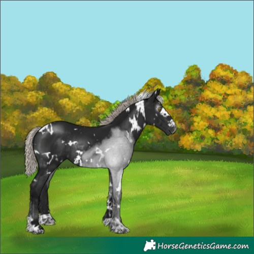 Horse Color:Gray White Spotted Silver Brown Rabicano 