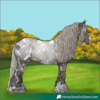 Horse Color:White Spotted Silver Black 