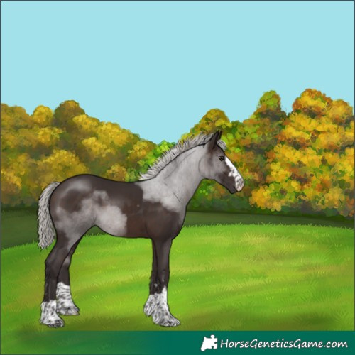 Horse Color:Silver Brown 