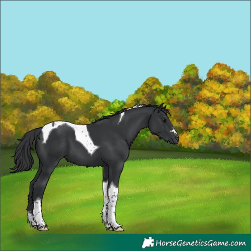 Horse Color:Black Tobiano 