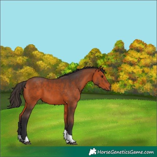 Horse Color:Bay Tobiano 