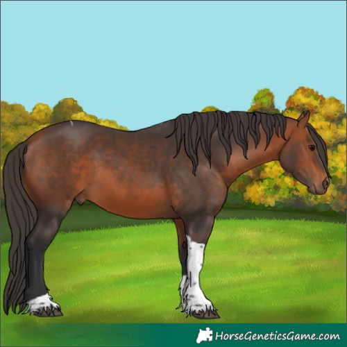 Horse Color:Bay Tobiano 