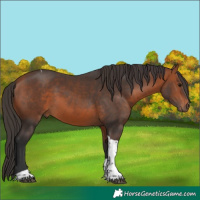 Horse Color:Bay Tobiano 