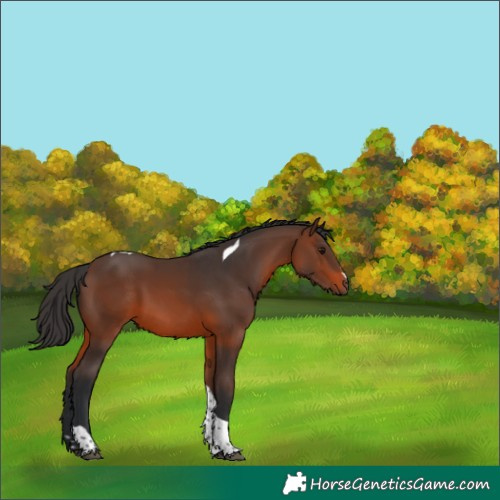Horse Color:Brown Tobiano 