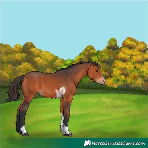 Horse Color:Bay Tobiano 