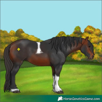 Horse Color:Bay Tobiano 