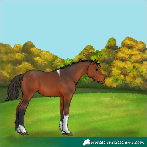 Horse Color:Bay Tobiano 